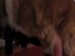 Clip of hardcore fucking in DP with dog