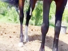 Aged lady forces her spouse fucking horse