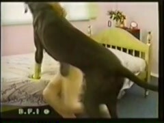 Dog Fucks a mature by Putting Cock into his Anal