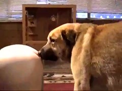 Dog copulates the pussy of a Woman and grabs the sex gratification