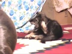 A dog attacks and destroys her mistress's asshole