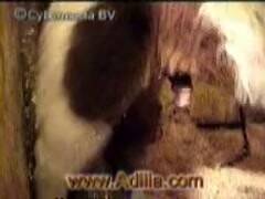 Girls fuck with her pony and masturbates her pussy with dildo