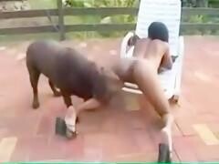 Latin acquires anal fuck by the dog