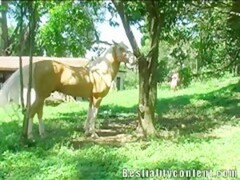 Masturbating Horse Cock Outdoors