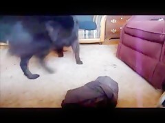 Housewife recording her dog for the first time
