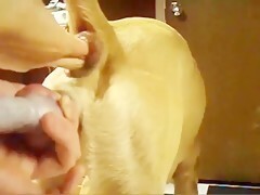 Guy wants to drill his dog, but first he gets his tail really hard