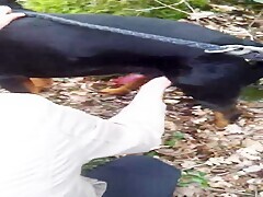 Handjob to my rottweiler