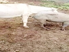 A horse tried to catch a pig