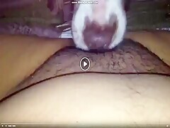 Dog Loves Sucking Cock So Much