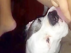 Busty Babe And Doggy Give a Hot Blowjob