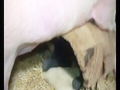 Fucking pig in the stable