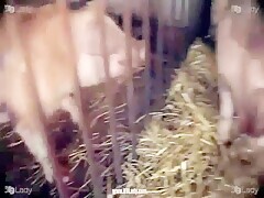 Pussy For A Pig