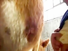 Her Girlfriend Have A Hot Orgy With Horse Get Covered In Cum