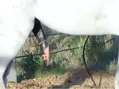 Thumb 11