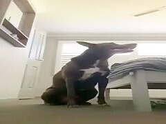 Beautiful Girl Moves Well